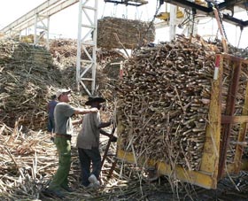En la zafra de este año, el central de la localidad de Darbone espera moler 60 000 toneladas de caña.