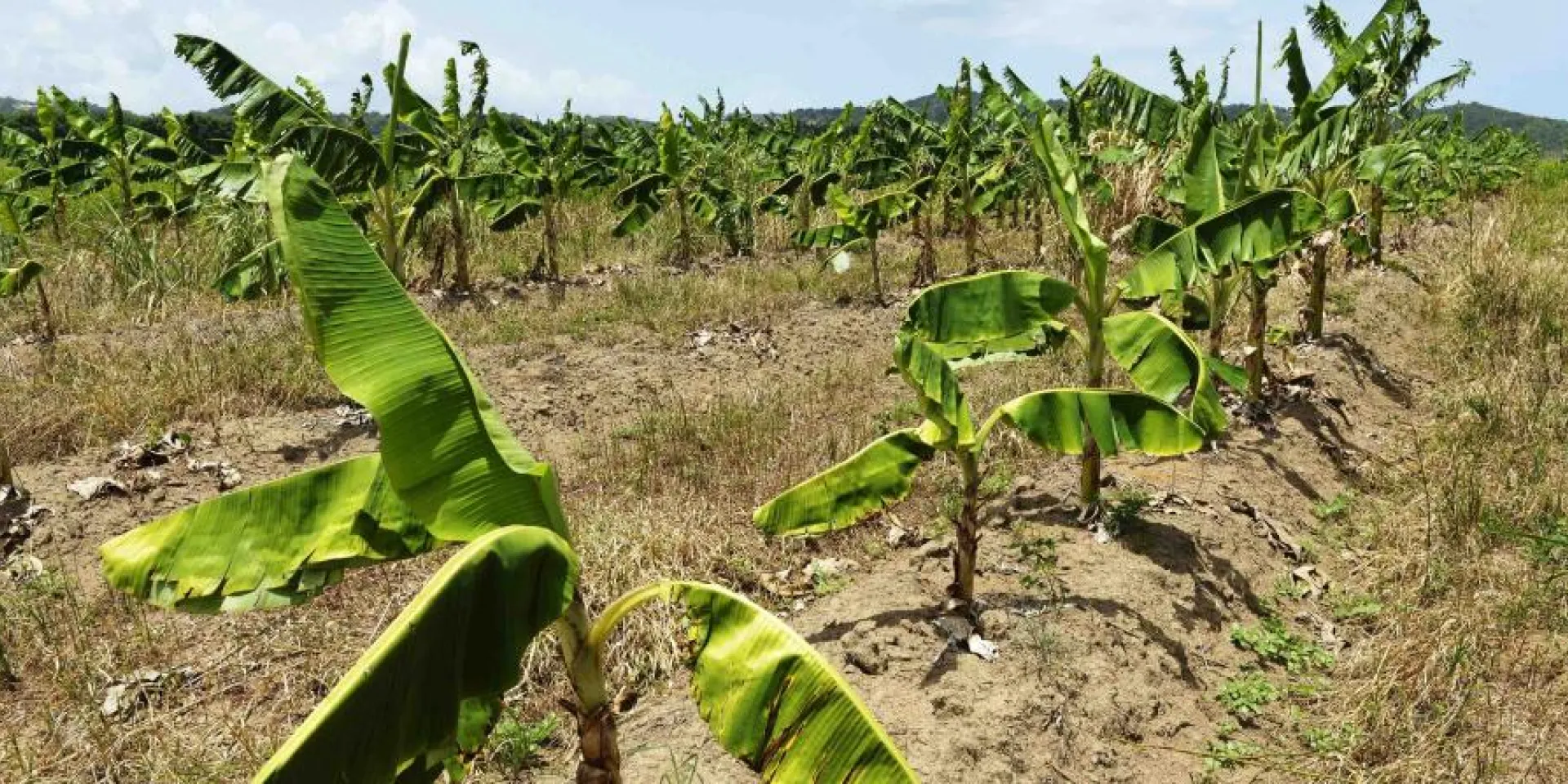 Cambio Climático golpea a la agricultura