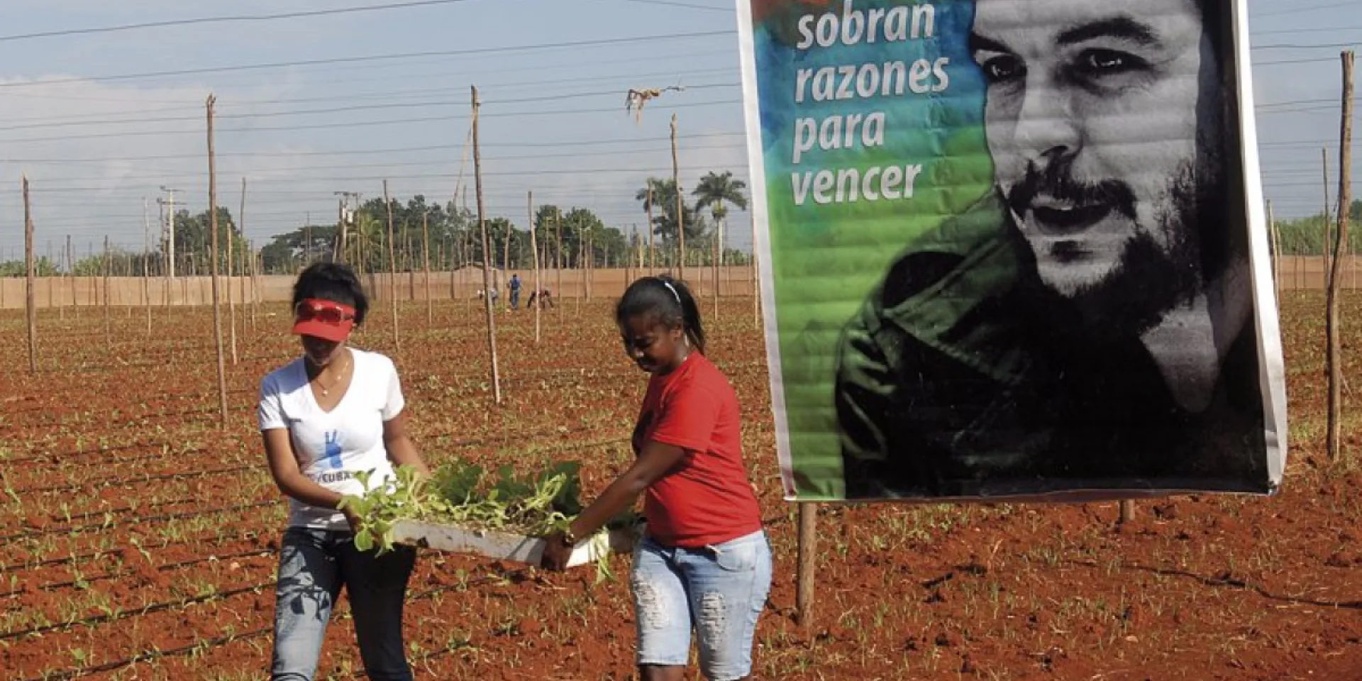 Un impulso especial a labores de gran impacto en la vida económica y social del país dan los jóvenes hasta mañana sábado Autor: Abel Rojas Barallobre