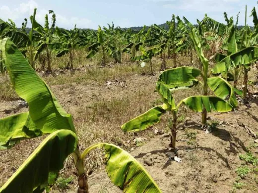 Cambio Climático golpea a la agricultura Cambio Climático golpea a la agricultura