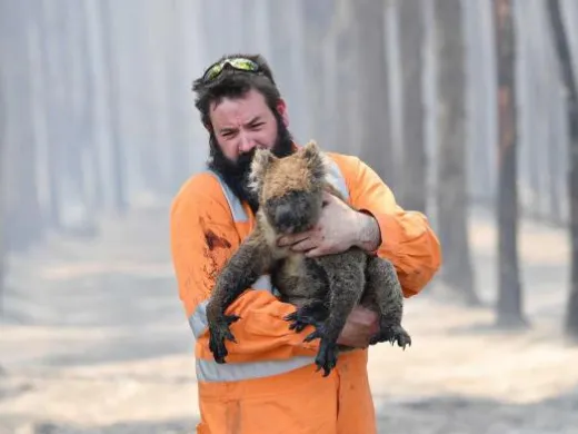 Millones de animales han muerto o perdido su hábitat natural durante los incendios en Australia. Foto: EFE